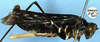 CollectionObject 1517187; 25d03a9c-d31f-431f-861b-2aeffa283fa6: female, lateral view (holotype of A. micans). (CollectionObject).