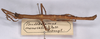 CollectionObject 1562506; 4123c746-30ef-4674-9ff1-1096e6690dd8: copyright St. Petersburg. male, lateral view (PLT). (CollectionObject).;CollectionObject 1562507; 23271791-efda-4ced-9ee0-4a20d2f4141b: copyright St. Petersburg. male, lateral view (PLT). (CollectionObject).