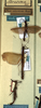 CollectionObject 1556925; 81383a3b-b03b-473e-9dd6-8fd337866f57: copyright NMW. male (lectotype - bottom) and male, female (paralectotypes). (CollectionObject).