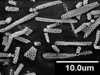 Brochosomes: !! display not done !! on Oncometopia (Oncometopia) orbona (Fabricius, 1798): OM17 | U.S.A., North Carolina, Black Mts. | AMNH. (Observation).