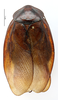 CollectionObject 1587296; MNHN(SF IMPORT DUPLICATE) MNHN-EP-EP1254, b3b745d3-e203-407f-b86c-845cabb4ba3f: CC BY-NC-ND 4.0/MNHN - Depraetere Marion - 2014. Non type, female. Specimen number: MNHN-EP-EP1254. http://coldb.mnhn.fr/catalognumber/mnhn/ep/ep1254. (CollectionObject).
