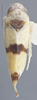 Habitus, dorsal view on Empoa (Empoa) gillettei Van Duzee, 1917: Dorsal. (Observation).