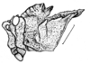 Spathalium audouinii (Blanchard, 1836): Fig. 7. female, head and pronotum, lateral view (from Corrientes). (Otu).