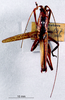 CollectionObject 1503285; 7b4b2b13-4537-4b75-89d3-bce9f4546da0: male, dorsal view. (CollectionObject).