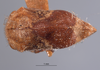 Habitus, dorsal view: !! display not done !! on Xantholobus inflatus (Van Duzee, 1908): (Observation).