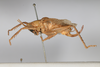 CollectionObject 1505638; 0bbf1226-1d82-4644-b188-e18f054a49e6: Female, lateral view (syntype). (CollectionObject).