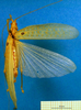 CollectionObject 1500402; 4d8841a0-22f1-464c-84ca-907c9f03ad51: male, dorsal view (syntype). (CollectionObject).