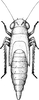 Nymph: !! display not done !! on Empoasca (Empoasca) fabae (Harris, 1841): (Observation).