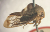 Habitus, lateral view: !! display not done !! on Grandolobus inaequalis (Fowler, 1896): (Observation).