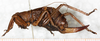 CollectionObject 1531892; NMW 9974, 7aba2eb5-f66d-4973-883d-0523e20c3ae6: female, lateral view (syntype). (CollectionObject).