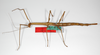 CollectionObject 1559023; 70cfb94d-2bfb-4aa6-9ff5-9a2dfb0e9d0e: copyright ZMB, Berlin. female, dorsal view of synonym Bacteria (Bacunculus) spatulata (paralectotype). (CollectionObject).