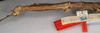 CollectionObject 1561167; NMW 863, e57cf584-51e6-4851-9680-1c2022fd5ef0: copyright NMW, Vienna. female: head and thorax, lateral view of synonym Pharnacia spectabilis (holotype). (CollectionObject).