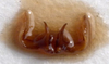 CollectionObject 1505810; 12c59d8f-b1e9-4b15-ad7a-99843b47b72f: male titillators (holotype). (CollectionObject).