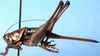 Dexerra vigescens Rentz, 1985: female, lateral view (paratype). (Otu).