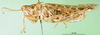 CollectionObject 1501143; 45b8405f-6af8-4c85-950c-99d41eb0a863: male holotype. (CollectionObject).