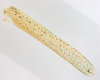 CollectionObject 1578246; b16d22ee-35eb-4b05-a3a3-6fd31896f523: male, right tegmen. (CollectionObject).