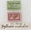 CollectionObject 1533015; 85a5cff4-74eb-45e8-bd79-c8f84f6469e0: labels. (CollectionObject).
