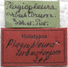 CollectionObject 1505875; f5f0bdb1-f77b-4cc5-8c36-d8d7c727e2a1: labels (syntype of Plagiopleura arbustorum). (CollectionObject).