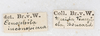 CollectionObject 1560427; bd11896f-e498-42f1-b959-c44f7049a332: copyright NMW, Vienna. male, data labels (syntype). (CollectionObject).;CollectionObject 1560428; e38535f2-096d-42a7-90c9-05a46b40f72a: copyright NMW, Vienna. male, data labels (syntype). (CollectionObject).