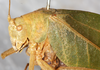CollectionObject 1532260; NMW 1959, 529f461c-ba2f-40f8-98f0-87505d154a72: female, dorso-lateral view (syntype of Phrixa sima). (CollectionObject).
