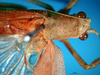 CollectionObject 1502477; 005243c1-e9b4-4c67-bc4a-775f25aacfdf: male head and pronotum, dorsal view. (CollectionObject).
