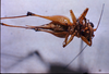 CollectionObject 1516539; NNM 3225106, ec39213b-cad1-431e-9fe9-441beca404af: female, ventral view. (CollectionObject).