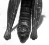 CollectionObject 1543599; 1243244c-fe49-4742-91f4-1970b2fa9f81: Image Carbonell, C.S. male abdomen end, dorsal view (syntype). (CollectionObject).