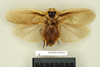 Blaberus brasilianus Saussure, 1864: Copyright Natural History Museum, London. Holotype (adult male) in BM(NH). Dorsal view. (Otu).