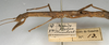 CollectionObject 1560917; NMW 894, 8d93b8e9-abfb-4646-ac74-0152b8d29eff: copyright NMW, Vienna. female: head and thorax, lateral view (syntype). (CollectionObject).