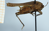 CollectionObject 1585220; 92dceeb9-1dde-4461-b5df-04bb37ef1053: female, lateral view (syntype). (CollectionObject).