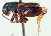 CollectionObject 1501913; a100aa4c-3f1c-405b-a440-55b5a7854cea: male, lateral view. (CollectionObject).