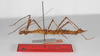 CollectionObject 1560246; 17d28cdf-da6d-4a1a-b362-f7efbd95e9b7: copyright ZMB, Berlin. female, lateral view (holotype). (CollectionObject).