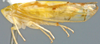 Habitus, lateral view: !! display not done !! on Bergolix Linnavuori, 1959: Bergolix signatipennis, laterally (INHS). (Observation).