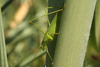 FieldOccurrence 3765; 2e4725fc-e899-4c79-9546-cb46fa3c40ce; Reserva Ecológica Costanera Sur, 2024/01/27: (FieldOccurrence).