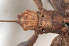 CollectionObject 1561349; cf80abfd-d8b1-4d7d-8b35-996b3b8dea81: copyright MHNG, Geneva. female: head & thorax, dorsal view (holotype). (CollectionObject).