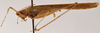 CollectionObject 1475537; a50399b9-6ef1-4b8c-a710-47bb1c68e2da: male, lateral view (holotype). (CollectionObject).