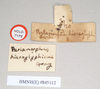 CollectionObject 1557222; NHMUK(SF IMPORT DUPLICATE) 845112, dfab928e-c74c-485d-b0ea-87ae5987a766: copyright Natural History Museum, London. female, data labels of synonym Perlamorphus hieroglyphicus (syntype). (CollectionObject).