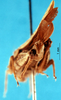 CollectionObject 1505361; 8088e0ad-bd23-477f-a0a0-cc09bc18c578: male, genital area (holotype). (CollectionObject).