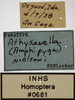 Other on Athysanella (Amphipyga) nielsoni Blocker, 1990: Labels. (Observation).