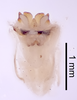 CollectionObject 1522846; 585610a4-fcf6-45a5-a6b1-e217438a5734: Male genitalia, dorsal view (holotype). (CollectionObject).
