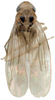 Habitus, dorsal view on Anufrievia confluensa Tan, Jiang & Song, 2021: (Observation).