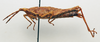 CollectionObject 1540694; 3ca3d484-575f-4195-97a4-997be2beae3b: female, lateral view (holotype). (CollectionObject).