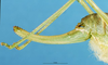 CollectionObject 1507175; a0a910aa-c399-4a68-8ccf-62c2309f9aa4: female ovipositor. (CollectionObject).