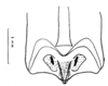 Pachyossa signata Rehn, 1913: Fig. 18. female, subgenital plate. (Otu).
