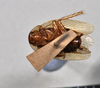 CollectionObject 1553104; NTUC 751, f79488b7-828b-452b-813b-98b3edfc38ad: copyright NTUC. ventral view of Phyllodromia punctulata (syntype). (CollectionObject).