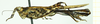 CollectionObject 1532930; db705cb0-20f5-449d-9e9e-670a58704607: male, lateral view (holotype). (CollectionObject).