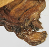 CollectionObject 1541638; 95dfaef9-062e-4a54-bccb-731b478c19a2: female ovipositor (syntype). (CollectionObject).