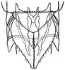 Subgenital plate: !! display not done !! on Chlorotettix vacuna Crumb, 1915: genital capsule, ventrally. (Observation).