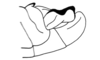 Pareucephalacris uniformis Descamps, 1976: Fig. 139. male abdomen tip, lateral view. (Otu).