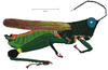 Balachowskyacris olivacea (Bruner, 1908): male, lateral view. (Otu).